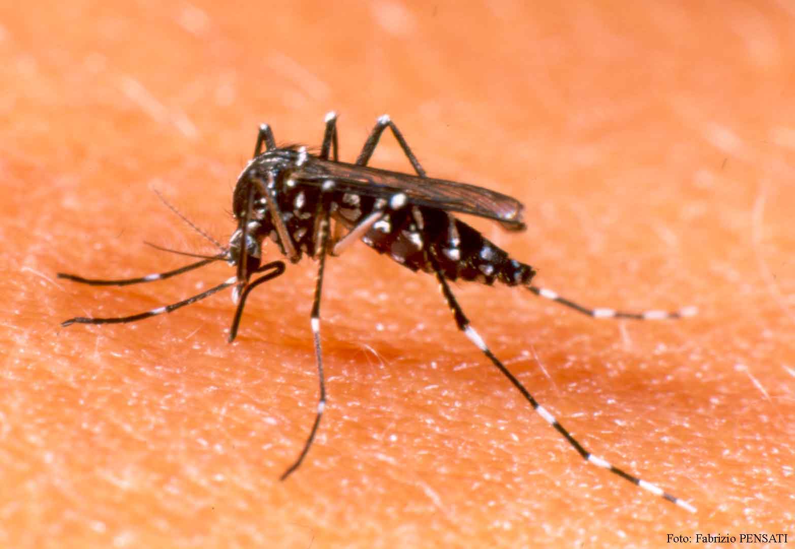 Alerta-en-Veracruz-por-el-virus-del-dengue.