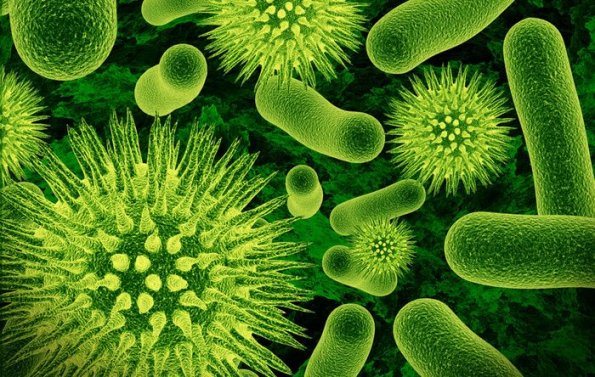 Combinacion-de-17-bacterias-reducen-desequilibrios-en-flora-intestinal