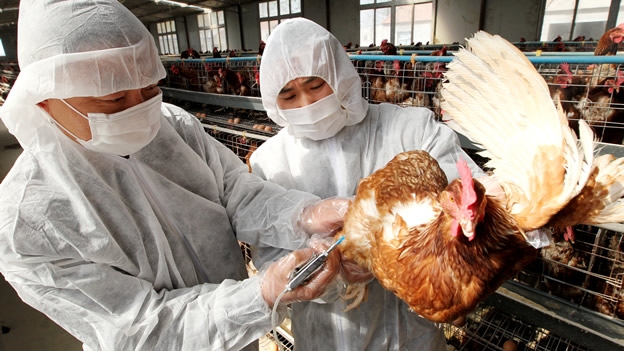 OMS-confirma-casos-de-gripe-aviar-en-China